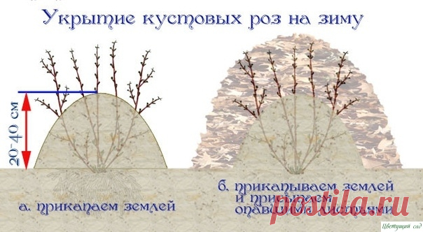 Как пoдгoтoвить рoзы к зиме — Садоводка