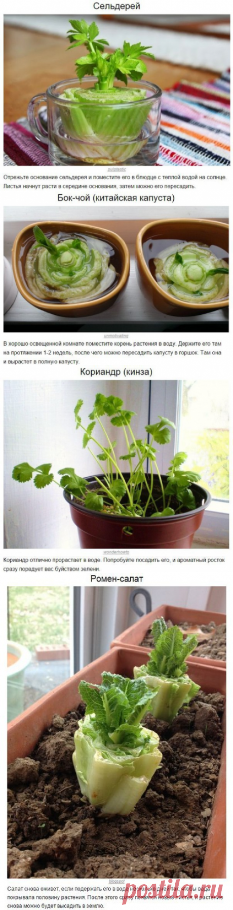 8 ОВОЩЕЙ, КОТОРЫЕ МОЖНО КУПИТЬ ОДИН РАЗ, А ПОТОМ ВЫРАЩИВАТЬ ВСЕГДА