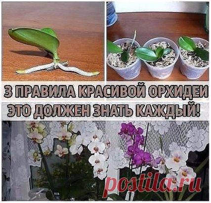 3 ПРАВИЛА КРАСИВОЙ ОРХИДЕИ. ЭТО ДОЛЖЕН ЗНАТЬ КАЖДЫЙ!
Не затягивайте с пересадкой
Пересаживают орхидеи один раз в два-три года, по окончании цветения или в конце периода покоя. Но часто это приходится делать сразу после покупки. 
Дело в том, что перед продажей орхидеи пересаживают в более влагоемкий субстрат, чем им требуется.
Это позволяет растениям перенести транспортировку, но может вызвать загнивание корней. В этом случае с пересадкой стоит поторопиться. Бояться ее не с...