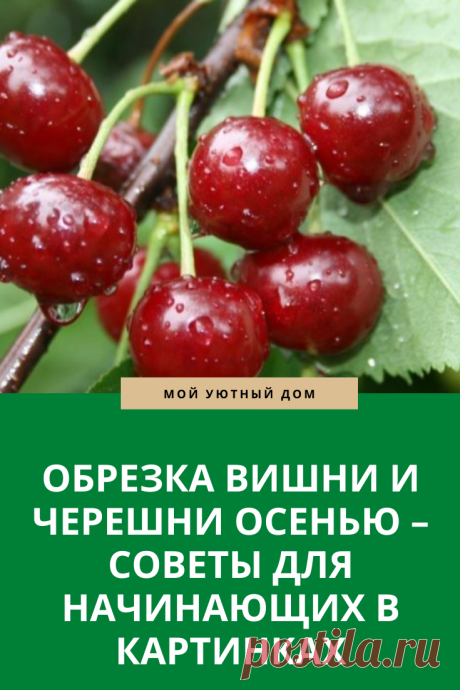 Советы как правильно обрезать вишню осенью