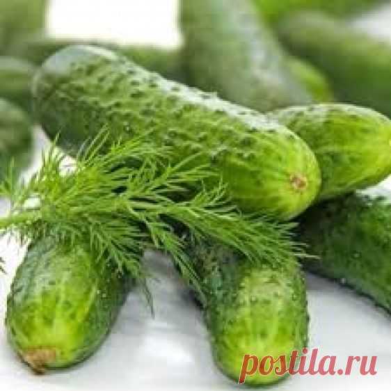 Советы огородников для большого урожая огурцов — 6 соток