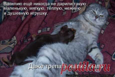 Свежая котоматрица