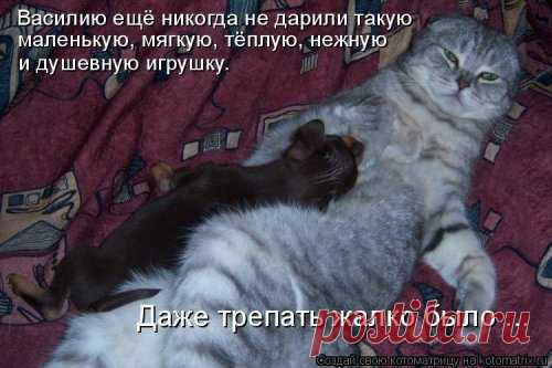 Свежая котоматрица