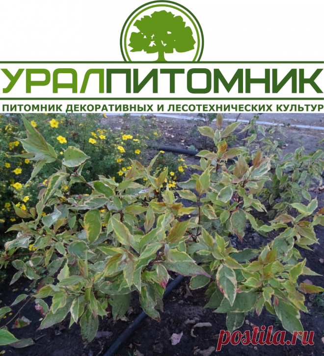 Прайс