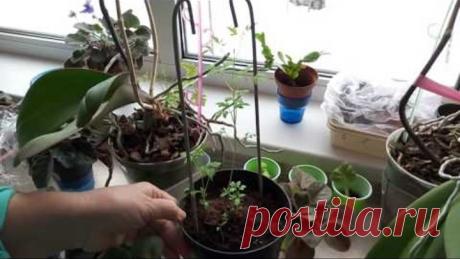 ПОСАДКА КЛЕМАТИСА СЕМЕНАМИ – выращивание клематиса из семян - первые результаты от Нины Петруши