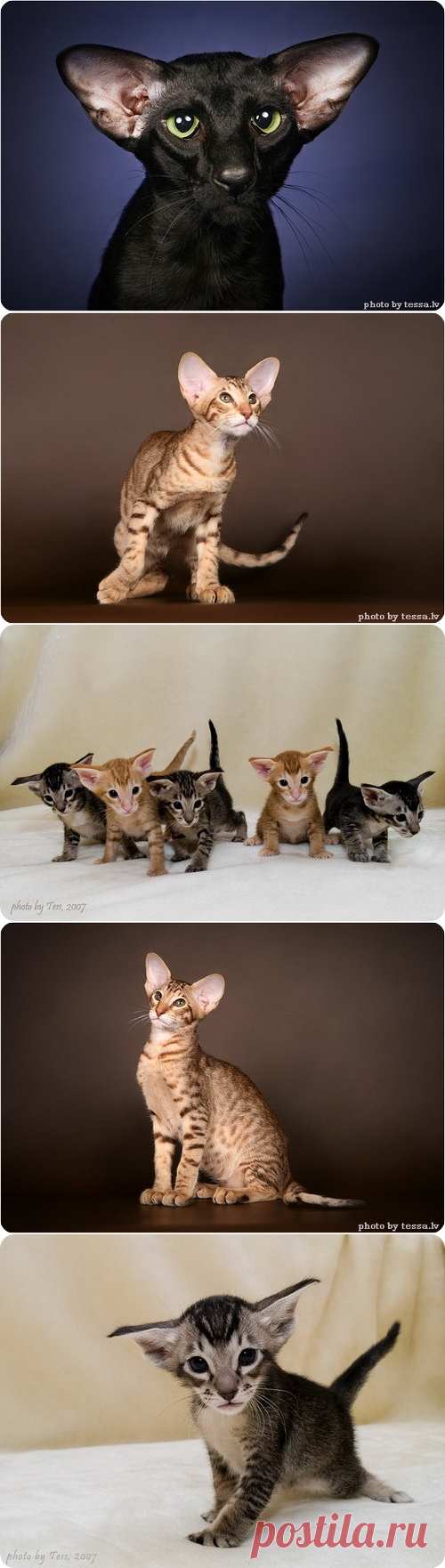 Ориентальная кошка