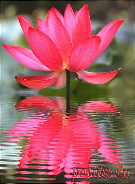 Lotus flower | Science &amp; Nature
