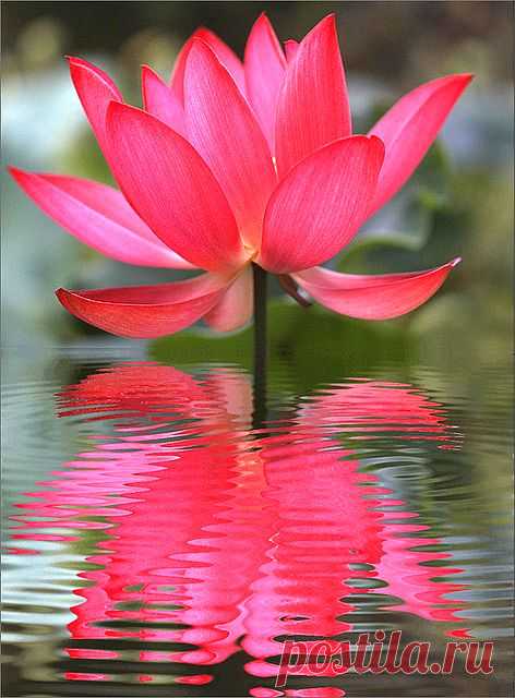 Lotus flower | Science & Nature