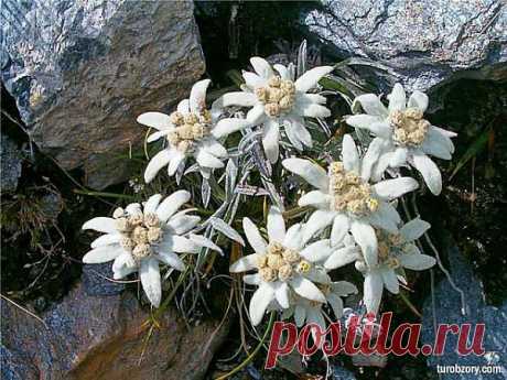 эдельвейс