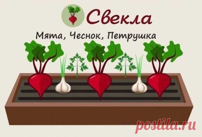 Совместимость растений на грядке