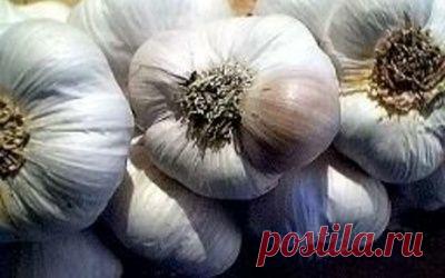 Как вырастить крупный чеснок