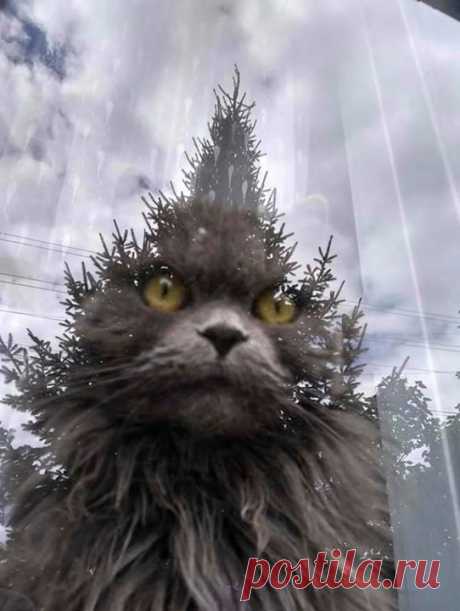 Просто кот за окном и отражение дерева 😼