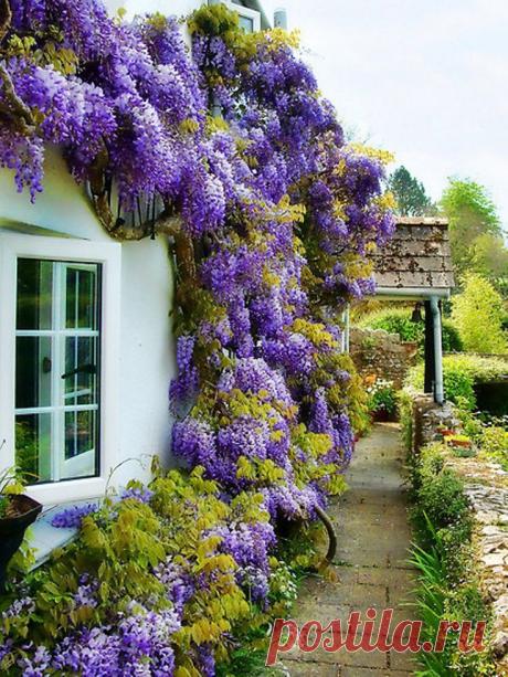 Wisteria | Fun Flowers