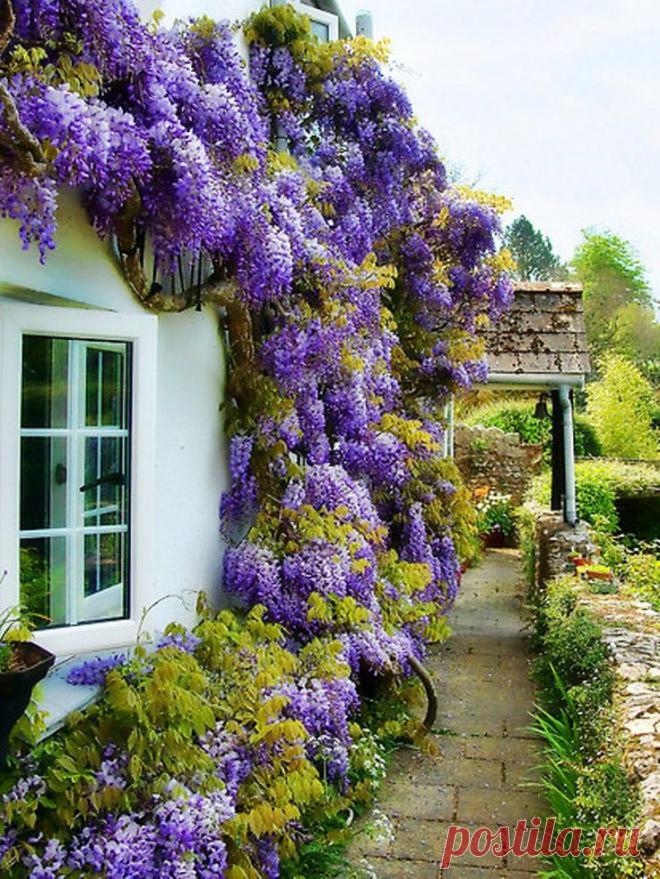 Wisteria | Fun Flowers