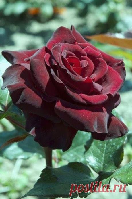 Популярное – Google+