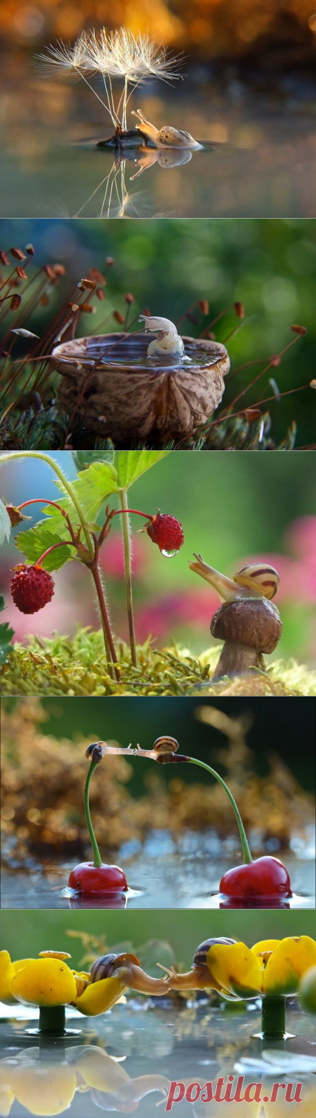 20 фотографий, которые перевернут ваши представления об улитках