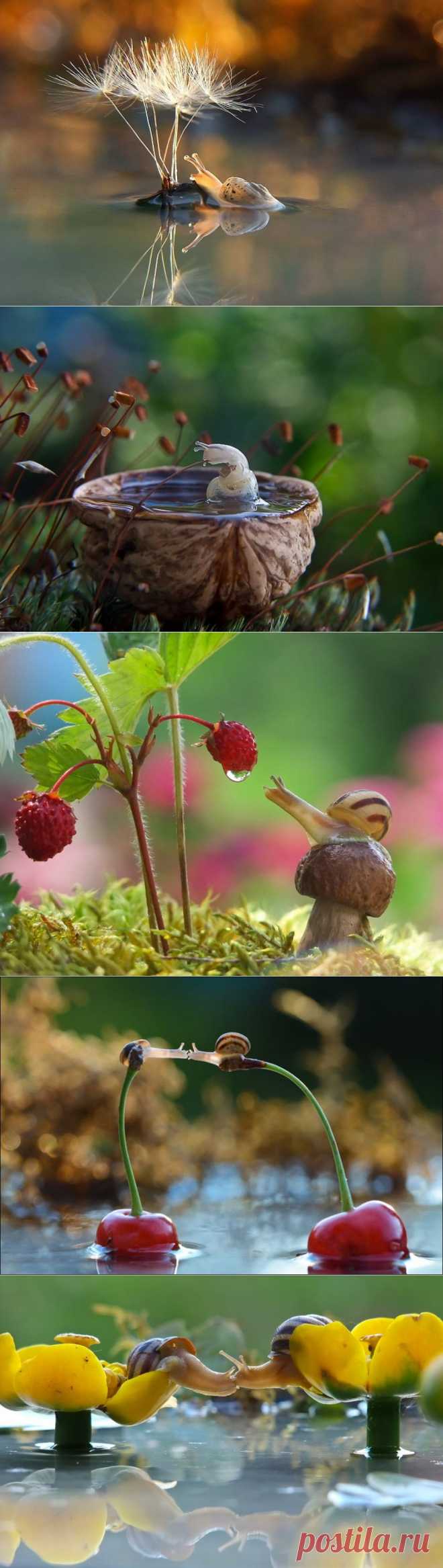 20 фотографий, которые перевернут ваши представления об улитках