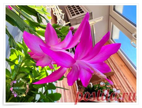 Стрессоделатели знают, как вывести декабрист на цветение. Говорят, главное — не поливать. А для верности в холодильник предлагают поставить | Палисадничек | Дзен