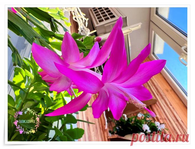 Стрессоделатели знают, как вывести декабрист на цветение. Говорят, главное — не поливать. А для верности в холодильник предлагают поставить | Палисадничек | Дзен