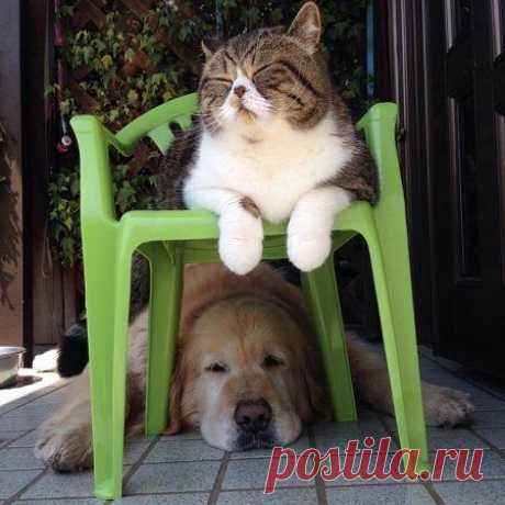 Наглость - второе счастье / Питомцы