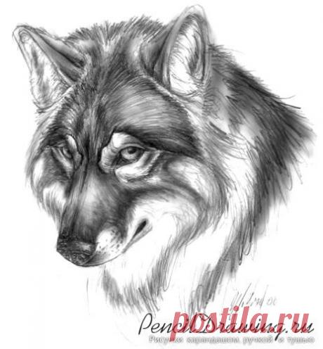рисунок волк - Поиск в Google