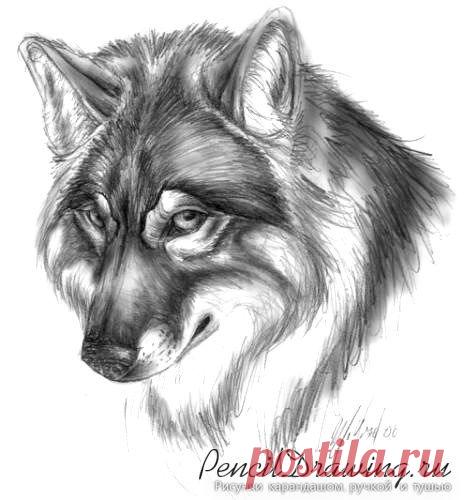 рисунок волк - Поиск в Google