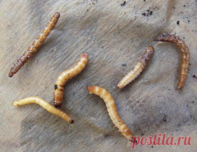 Как избавиться от проволочника