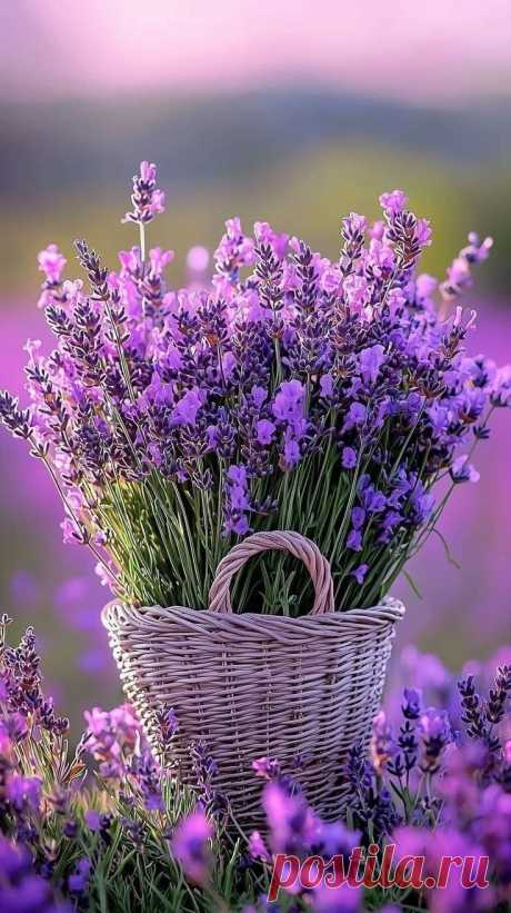 Пин на доске Purple Passion