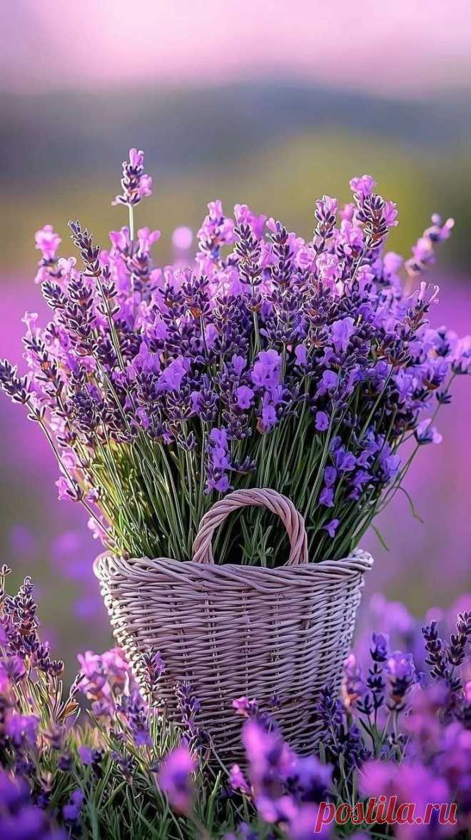 Пин на доске Purple Passion