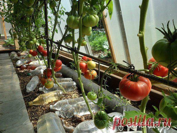 ПОМИДОРЫ БЕЗ ПОЛИВА, ЛИЧНЫЙ ОПЫТ ГАЛИНЫ ДОНОВОЙ, РОССИЯ, СФО, КРАСНОЯРСК: Группа Практикум садовода и огородника