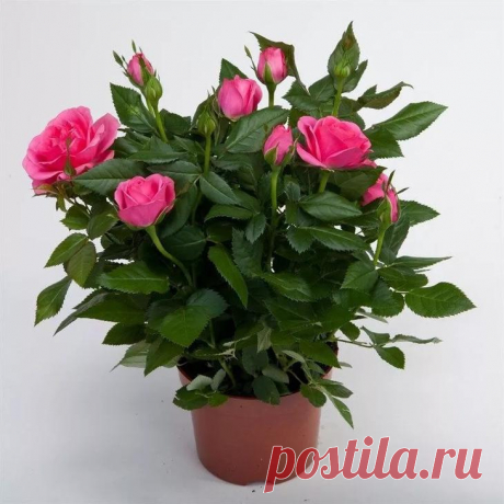 Комнатные цветы, цветущие круглый год