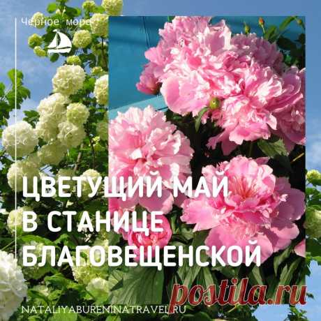 🌺Приехала я как-то в свою любимую станицу 🌞🌊Благовещенскую (45 км от Анапы в сторону Таманского полуострова) в начале мая. Ехала я прежде всего на 🌊море, ради купания и долгих прогулок вдоль берега. Но оказалось, что в начале мая и сама станица чудесное место для прогулок.