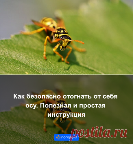 Как БЕЗОПАСНО отогнать от себя осу. Полезная и простая инструкция - Погода Mail.ru