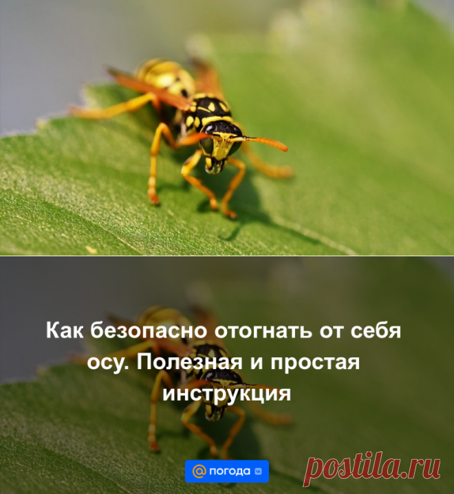 Как БЕЗОПАСНО отогнать от себя осу. Полезная и простая инструкция - Погода Mail.ru