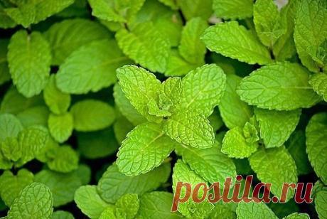 Польза мяты.
🌿 Запах изо рта
В мятный настой добавить несколько капель уксуса или лимонного сока. Полоскать рот после чистки зубов. Такой настой укрепляет и десны.
🌿 Жирная кожа
Залить 2 столовые ложки сушеной мяты 0,5 л. воды, прокипятить 5-10 минут на медленном огне, процедить, добавить 4 чайные ложки борного спирта, 2 столовые ложки настойки календулы, 1 чайную ложку лимонного сока. Протирать лосьоном лицо.
🌿 Сухая кожа
Залить 1-2 столовые ложки 2 стаканами горячей в...