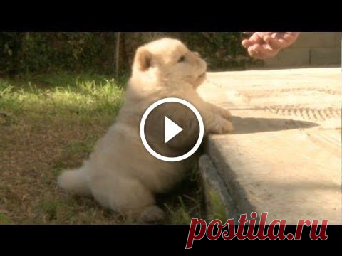 Chow Puppy Can’t Jump