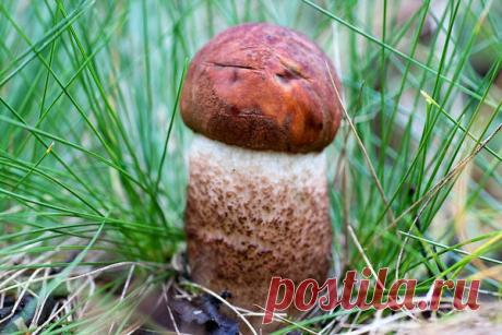 Про природу | Природа Карелии | Яндекс Дзен