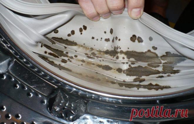 Плесень и грибок в стиральной машине: как сделать так, чтобы проблема ушла и не вернулась