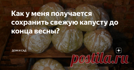 Как у меня получается сохранить свежую капусту до конца весны?