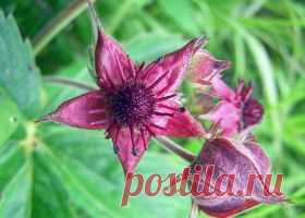 Сабельник болотный: применение, отзывы