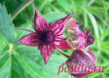 Сабельник болотный: применение, отзывы