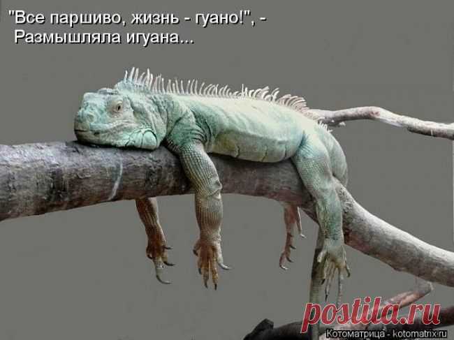 ✿*✿* ВЕРНИСАЖ *✿*✿
НАТАЛЬЯ ПАКЛИНА-ШИРКИНА