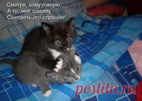 Дуэт на просмотре триллера...