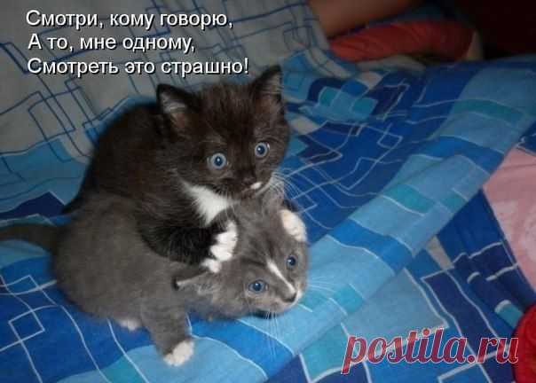 Дуэт на просмотре триллера...