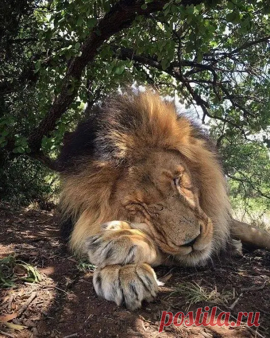 Animals - Google+