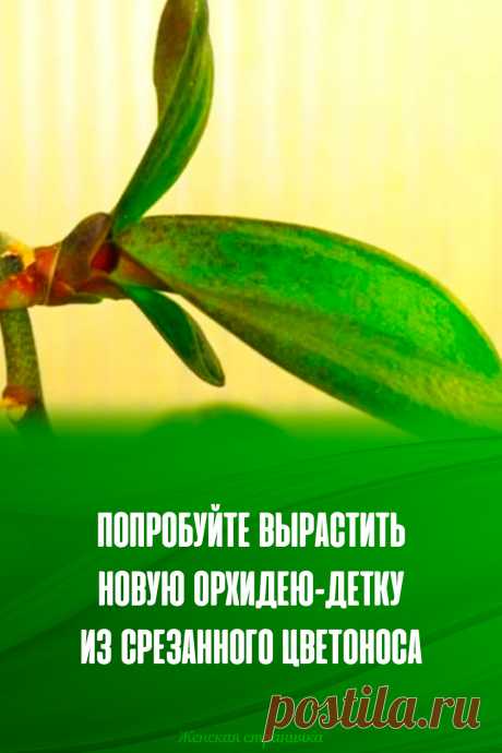 Попробуйте вырастить новую орхидею-детку из срезанного цветоноса