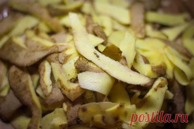 Подкормка картофельными очистками Многие из вас наверняка слышали, что шкурки от картофеля можно использовать как органическое удобрение для дачных насаждений. Это действительно так, поскольку они содержат крахмал, калий, другие ценны...