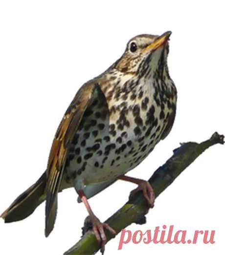 Кукушка