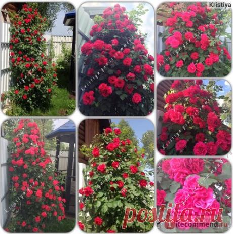 Роза плетистая Фламментанц (Climber rose Flammentanz) Кордес (Kordes) - «Роза Фламментанц (Flammentanz) это ЦВЕТОЧНАЯ ЛАВИНА поражающая воображение. » | Отзывы покупателей