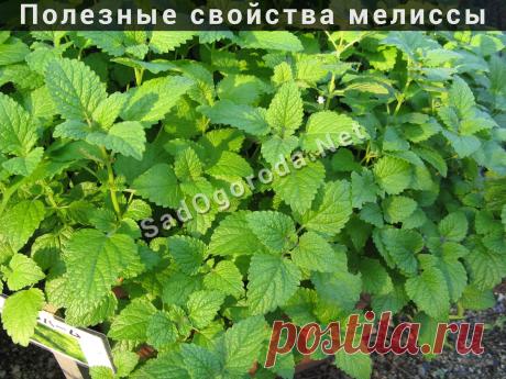 Полезные свойства листьев мелиссы. Противопоказания мелиссы